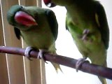 Ringneck Parrot & Alexandrine Parakeet Chilli Food Fight 2