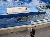 SeaWorld San Diego - Kalia and Whale Wars