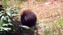 WILD ANIMALS OF WESTERN MA~ THE BERKSHIRES~PORCUPINE