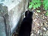 Cat knocking over water