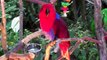 Eclectus Parrot-Red Female & Green Male-Extreme Sexual Dimorphism