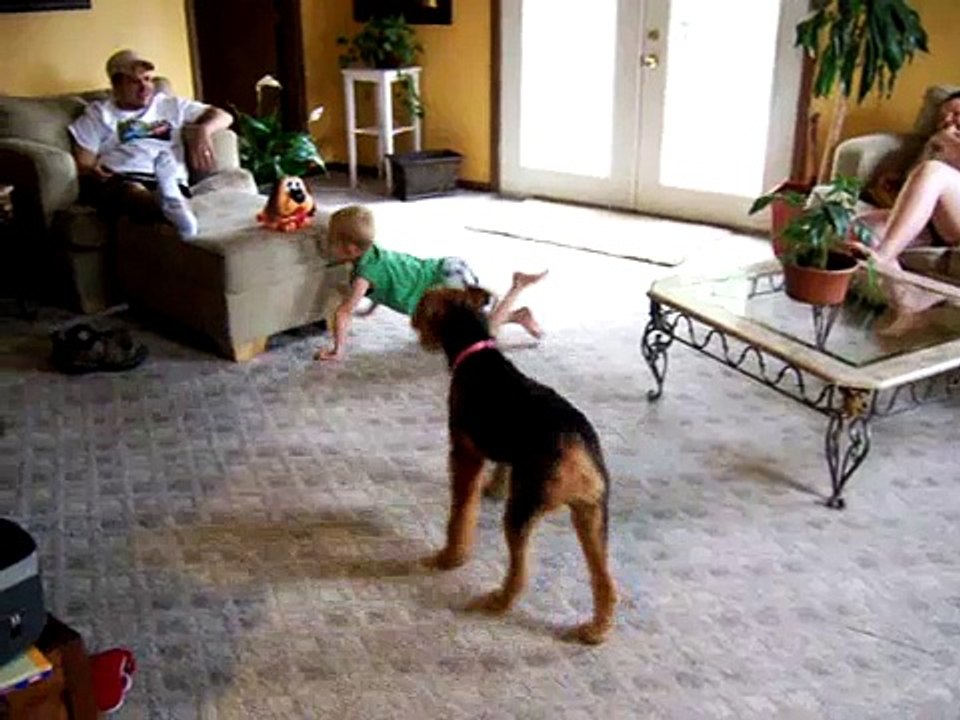 Funny Airedale Terrier