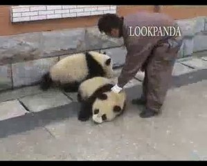 Panda Cubs Scared by the Earthquake