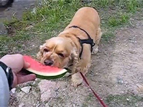 Cocker Spaniels Like Watermellon