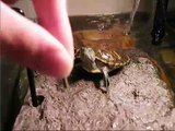 Feeding my turtles - also getting bitten