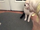 Cat, Dog, and Puppy Fight in the Final Battle of Middle Earth