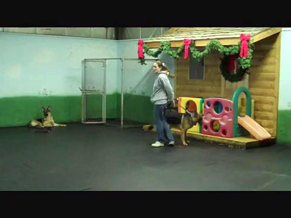 Xcalibur von der Stadtrand, 8 month old German Shepherd Dog Obedience Training