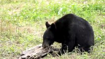 Louisiana Black Bear No Longer Considered Endangered