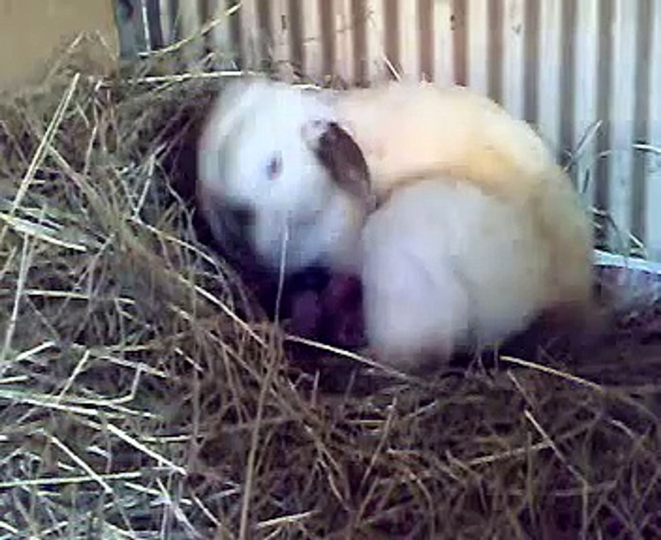 Rabbits birth