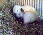 Rabbits birth