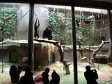 Gorillas im Zoo Basel