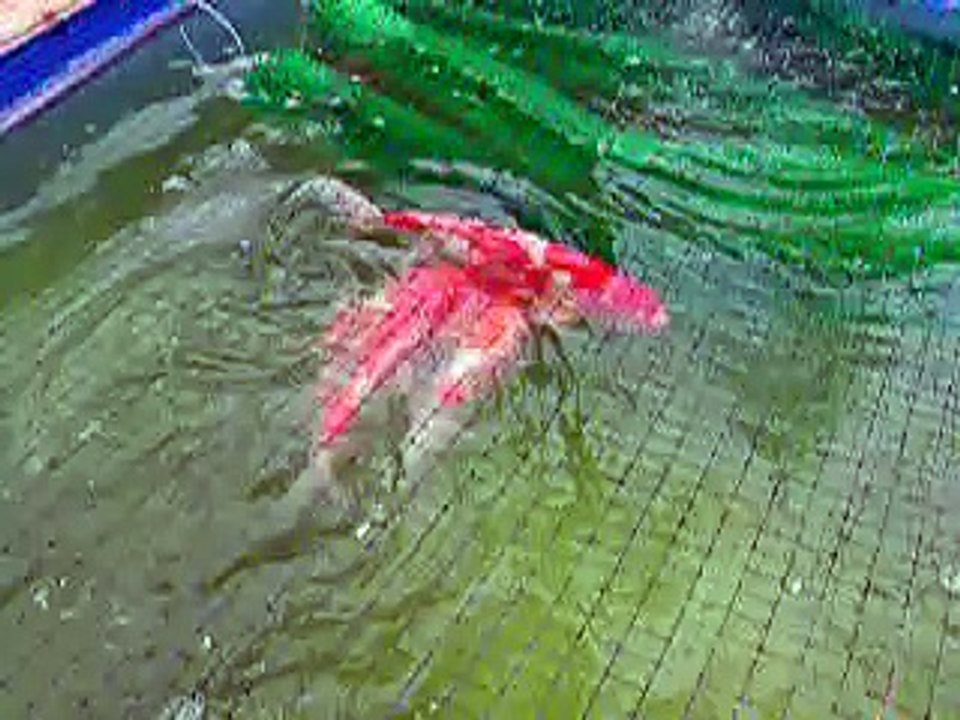 deposizione delle uova, kohaku Luca Ceredi koi farm
