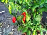 Bhut Jolokia take 2 - Hottest pepper in the world!!