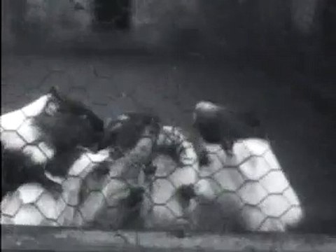 Marmottenfilmpje - 17 februari 1927