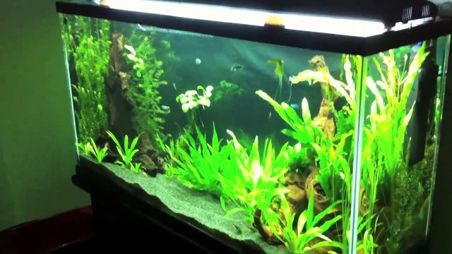 75 Gallon Planted tank