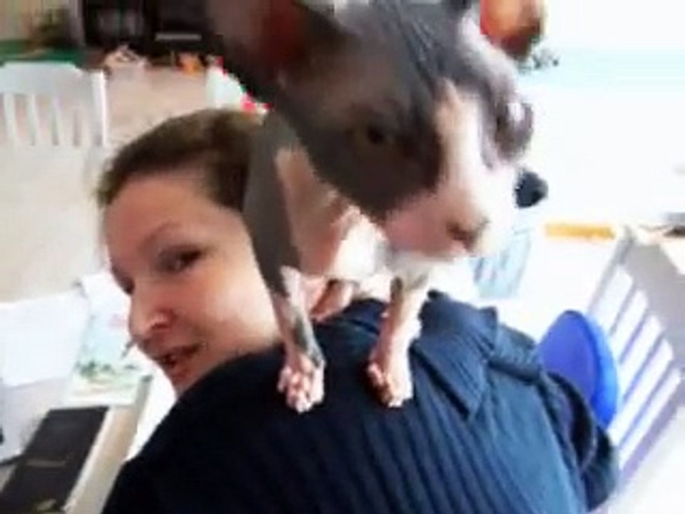 Sphynx, chat à sa maman..