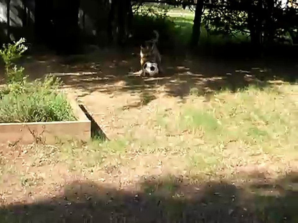 Soccer Dog