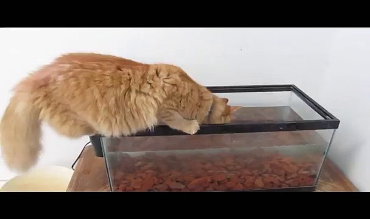 Cat Falls In Fish Tank