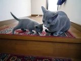 ロシアンブルーのチャッピーと子猫