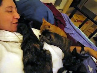 Tortie Foster Kittens Love Kimberly - I