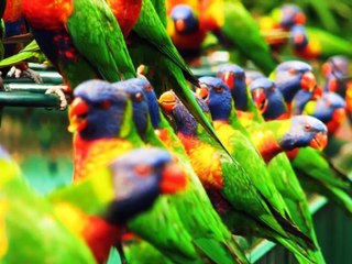 Estas Tonne : Cuban Rhapsody 1917 (Album 13 Songs of Truth)