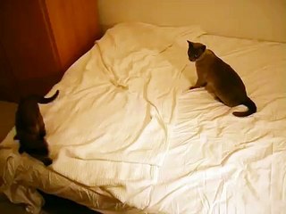Two Burmese Cats Fighting!