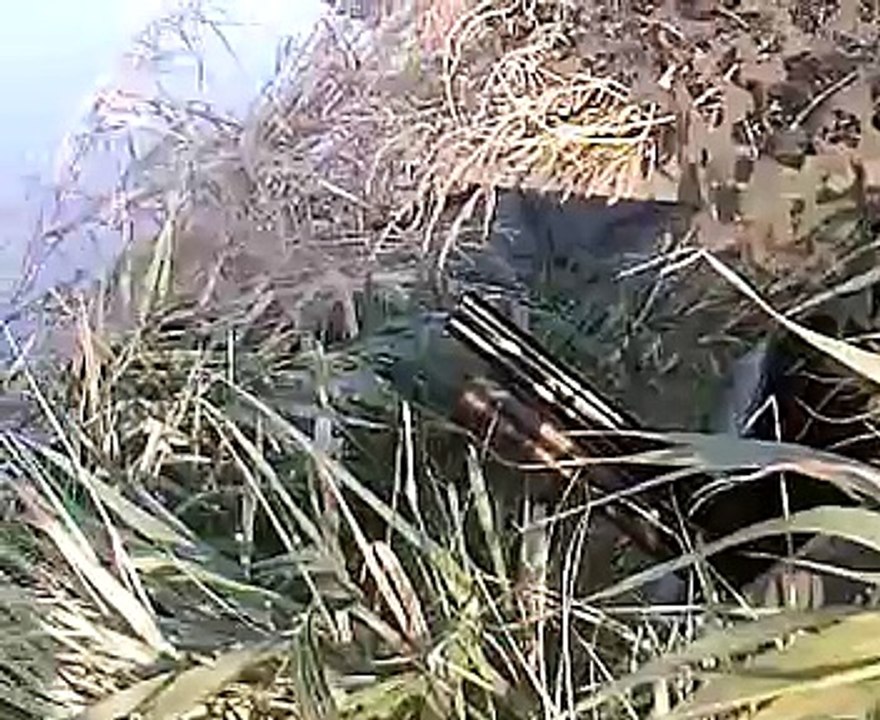 chasse aux canards