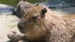 Touching Capybaras 2