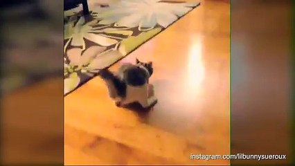 Beautiful two-legged kitten leads the way to kitchen