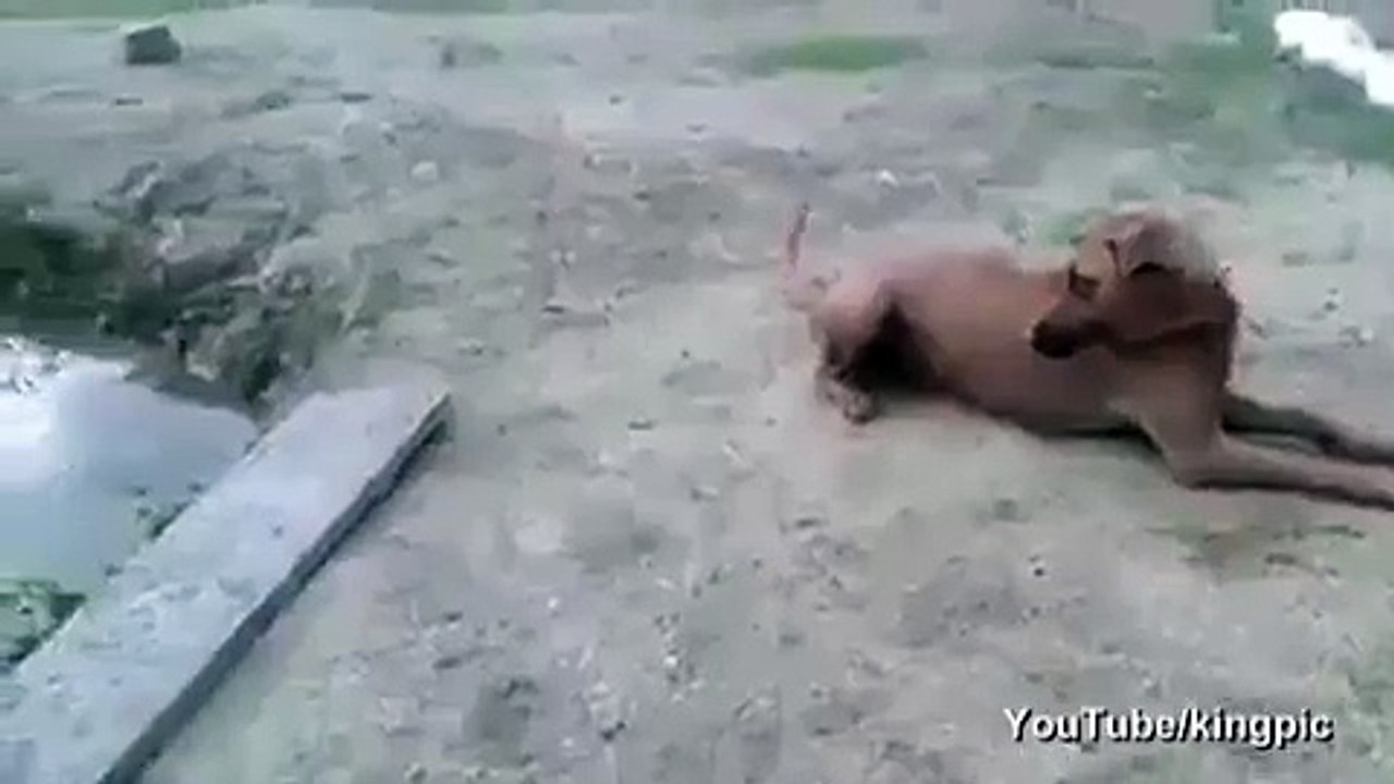 Dog proves he's man's best friend as he saves 'drowning' owner