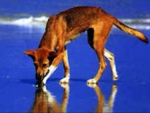 O dingo - o cão selvagem da Austrália! Australian wild dog - Dingo!