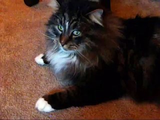 My cat loves to be vacuumed
