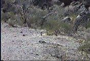 Ammonium Nitrate Explosion at 200 yards (iron sighted rifle)