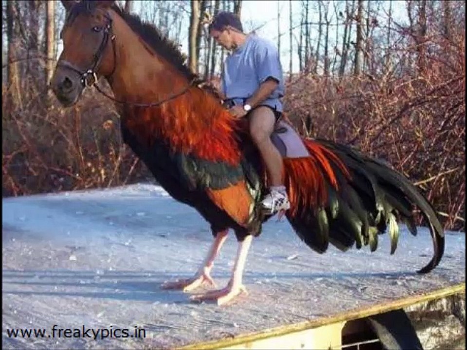 50 funny pictures, pictures with people and pets - 50 fotos divertidas, fotos con la gente y los animales domésticos