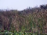 Romania - Delta Dunarii - starc cenusiu (Danube Delta - common heron)