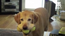 Dog Fits 3 Tennis Balls In His Mouth