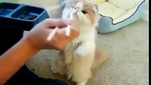 adorable cat eating food with chopstick...çubuklarla yemek yiyen kedi