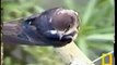 National Geographic Petes pond Africa Mashatu Video Clip