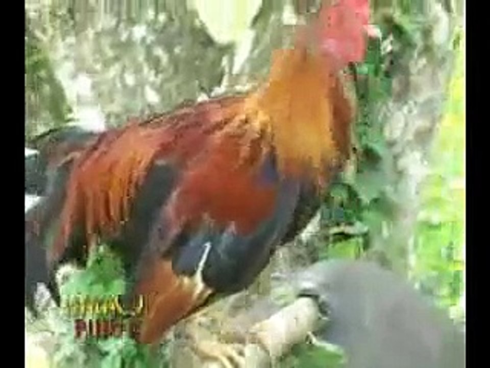 HATAW PINOY Dong Villena