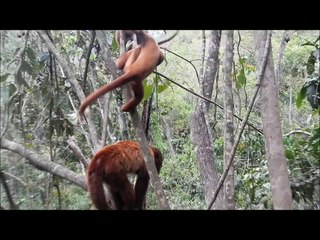 Singe hurleur de Bolivie 2 / Bolivian red howler monkey 2