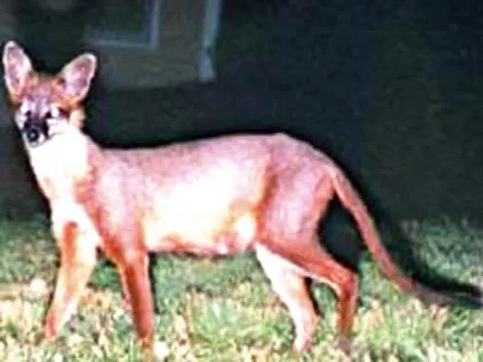 Cryptids/Unknown Creatures