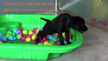 Guide Dogs SA.NT - introducing the G Litter pups