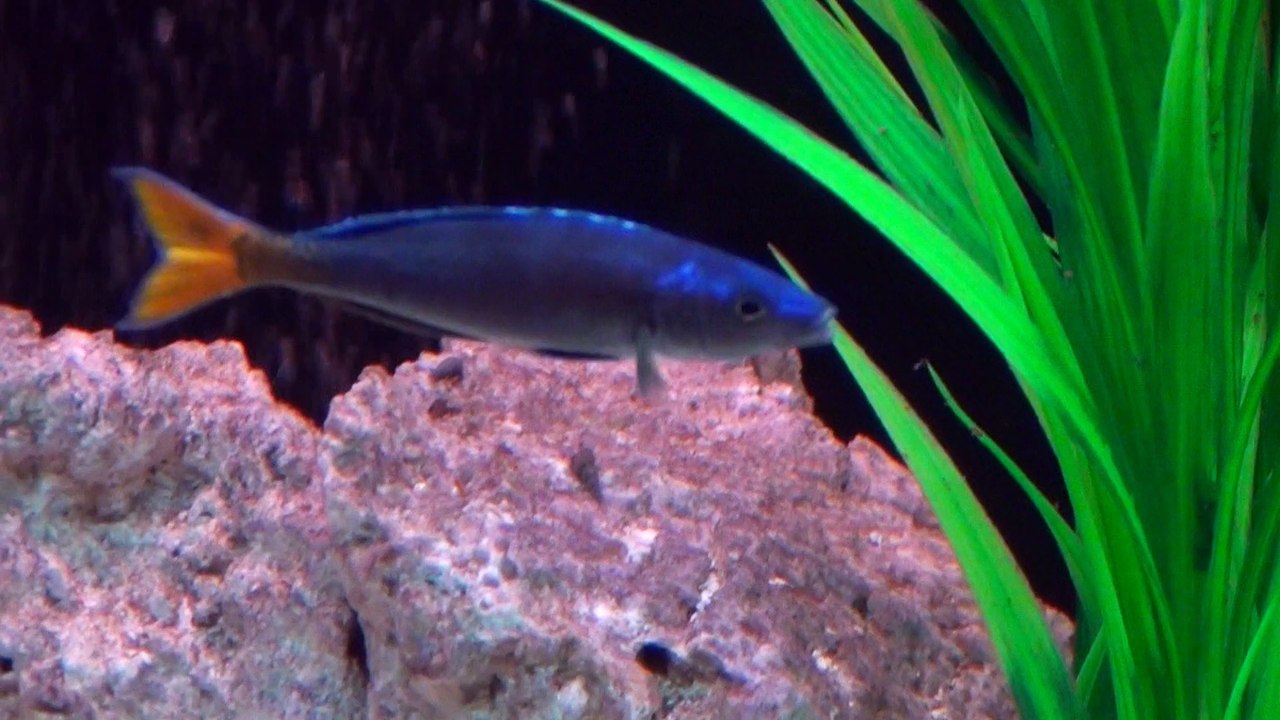 2015-05-25 - Cyatho et Cypri