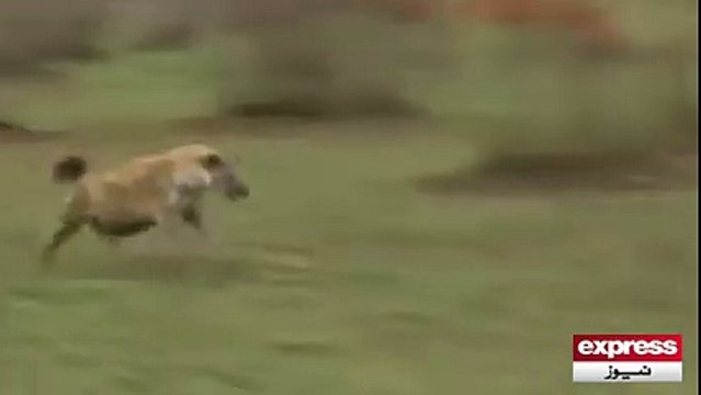 ہرن کی چالاکی دیکھ کر آپ حیران رہ جائیں گے