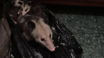 Possum Closet Clutter