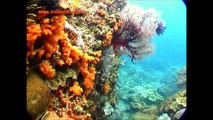 Dive Bali HD - Dive Sites