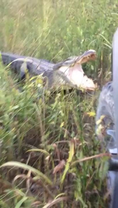 Gator vs Truck