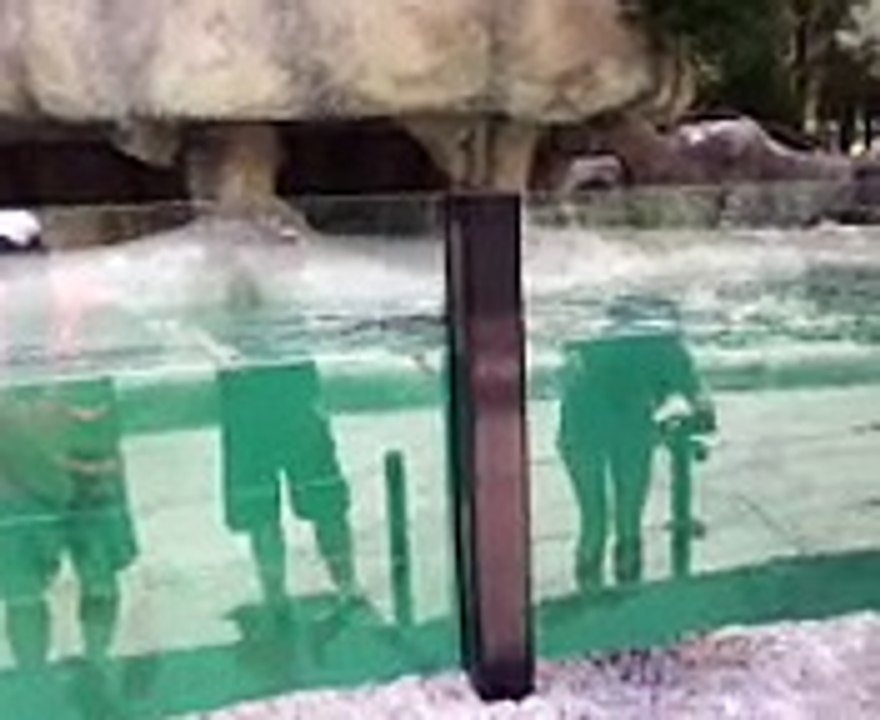 Penguins Swimming