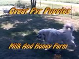Great Pyrenees Puppies on a Hot Day