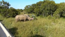 Northern White Rhino ©Kristina Trowbridge